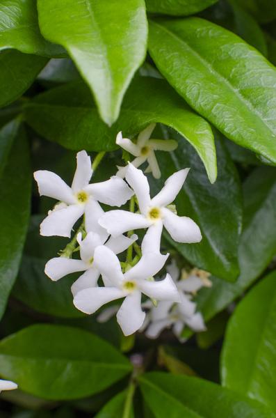 Sternjasmin Trachelospermum 'Star of Venice' – Weiß – Immergrüne Kletterpflanze – ca. 65cm Höhe – Duftender mediterraner Jasmin für Terrasse & Balkon 