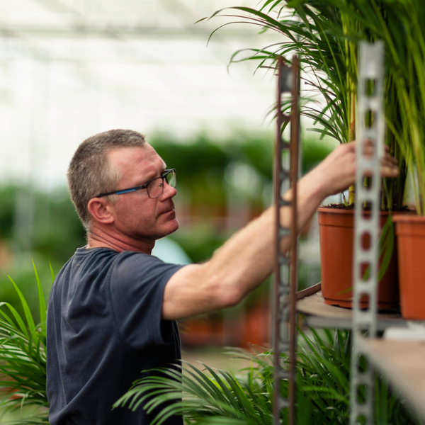 Betelpalme Areca-Palme – Zimmerpflanze Ø24cm – 130cm hoch – Luftreinigende Goldfruchtpalme 