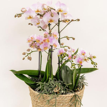 Einlage mit Wasserreservoir für Orchideenschale – Bewässerungssystem für Orchideen – Feldstrauß 1x12cm + 2x9cm + 3x WaterWicks – Selbstbewässerung für Kolibri Orchideen – Ø25cm 
