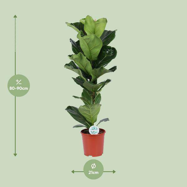 Geigen-Feige - Ficus Lyrata - Zimmerpflanze - Ø21cm - ↕90cm 