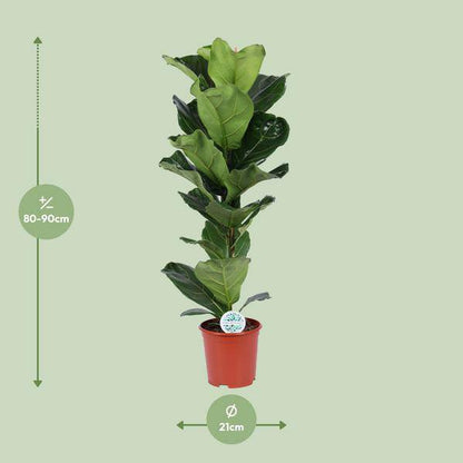 Geigen-Feige - Ficus Lyrata - Zimmerpflanze - Ø21cm - ↕90cm 