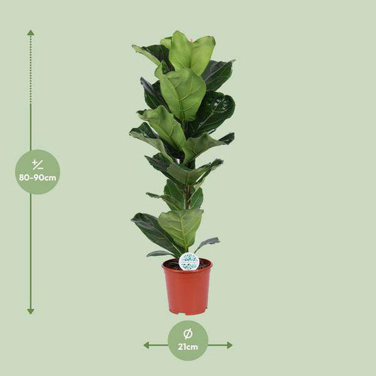 Geigen-Feige - Ficus Lyrata - Zimmerpflanze - Ø21cm - ↕90cm 