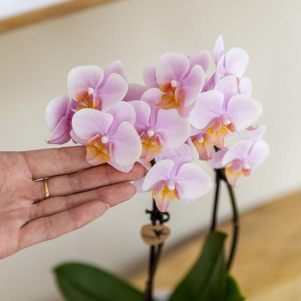 Rosa Phalaenopsis Orchidee Andorra und Sukkulente inkl. Keramik Topf + Tablett - Pflanzenset Valentine 'Gradience Pink' 