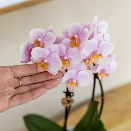 Rosa Phalaenopsis Orchidee Andorra und Sukkulente inkl. Keramik Topf + Tablett - Pflanzenset Valentine 'Gradience Pink' 