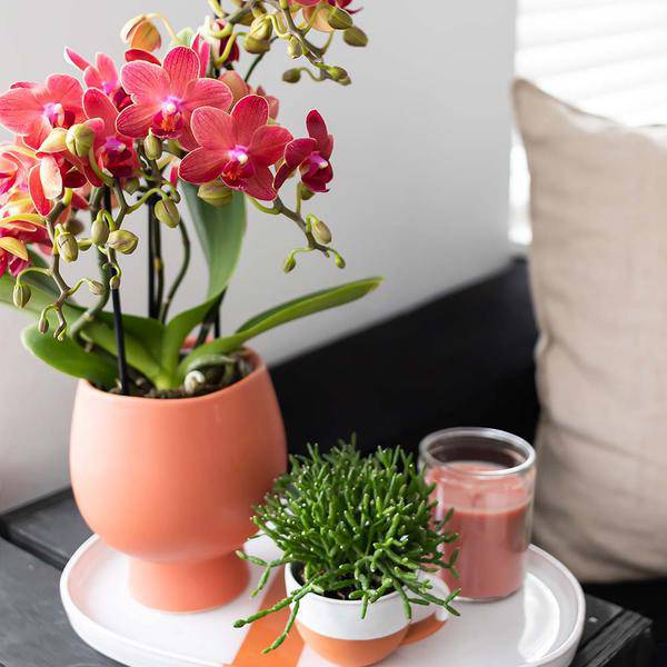 Rote Phalaenopsis-Orchidee Kongo – Blühende Zimmerpflanze – Ø9cm – 2–3 kräftige Zweige – Multiflora-Blüten – Perfekt für Couchtisch & Deko 
