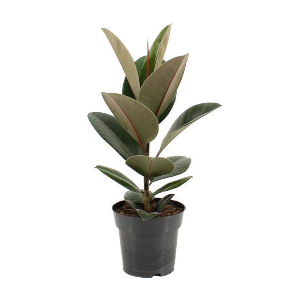 Gummibaum - Ficus Elastica Robusta - Zimmerpflanze - Ø17cm - ↕55cm 