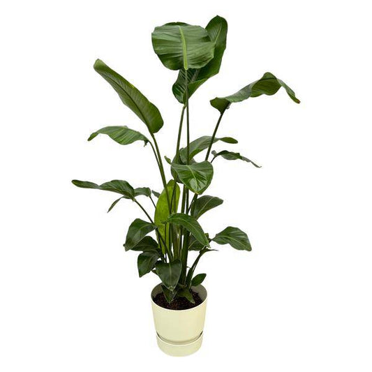 Strelitzia Nicolai – Baum-Strelitzie – Zimmerpflanze ca. 160cm – ø30cm – inkl. Pflanzgefäß Greenville Weiß – Weißer Paradiesvogel – Tropische XL-Zimmerpflanze für Wohnzimmer, Büro & Wintergarten 
