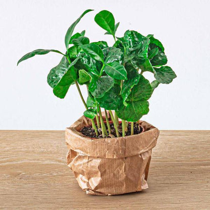 Kaffeepflanze Coffea Arabica – Terrarienpflanze 6cm – Pflegeleicht & Dekorativ – Perfekt für Terrarien & Kleine Innenräume 