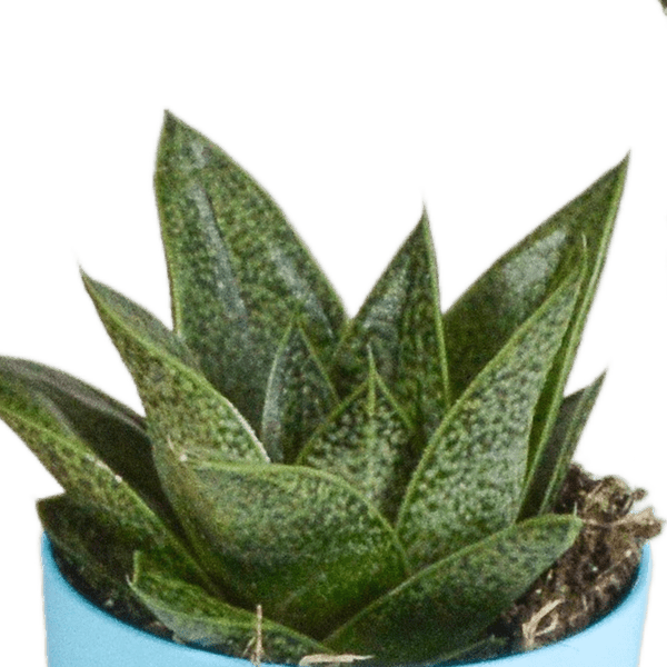 Sukkulente - Gasteria/Haworthia - Mix - 5,5cm - 5 Stück - im Topf 