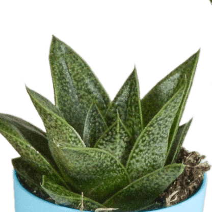 Sukkulente - Gasteria/Haworthia - Mix - 5,5cm - 5 Stück - im Topf 