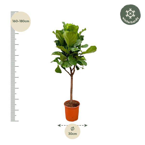 Geigen-Feige – Ficus Lyrata – Zimmerpflanze 180cm – Ø30cm – Trendige Designpflanze mit großen geigenförmigen Blättern – Exklusive Kübelpflanze für Wohnzimmer, Büro & Wintergarten – Pflegeleicht 