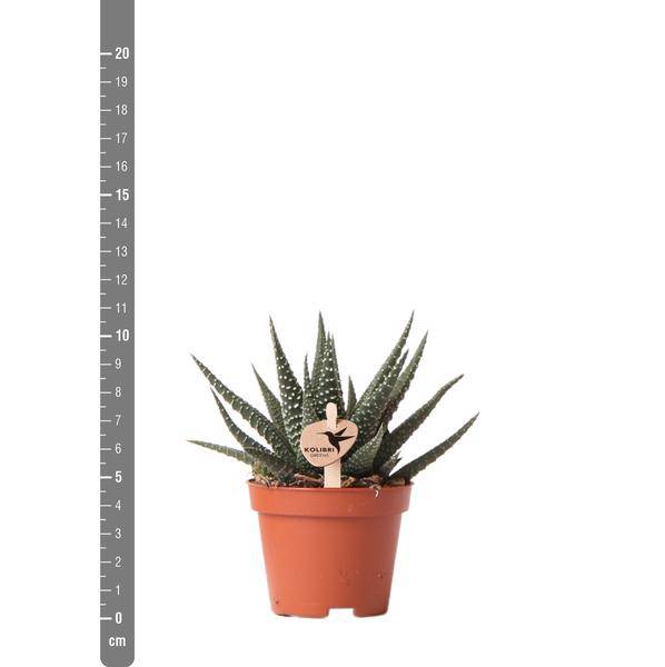 Sukkulente Haworthia Royal Highness – Grüne Zimmerpflanze – Ø6cm – Pflegeleichte Grünpflanze – Stilvolle Dekoration für Zuhause 
