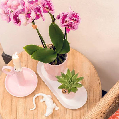 Ovales Tablett – Weiß – Metalltablett 30x13cm – Dekoteller für Pflanzen, Töpfe & Wohnaccessoires – Stilvolle Basis für Orchideen & Deko-Sets 