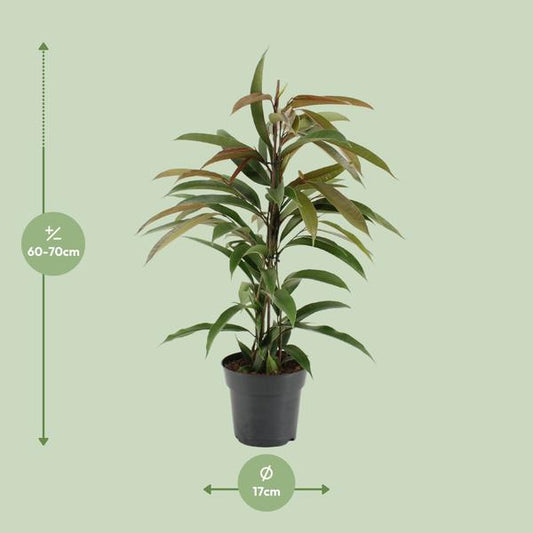 Gummibaum - Ficus Binnendijkii Amstel King - Zimmerpflanze - Ø17cm - ↕70cm 