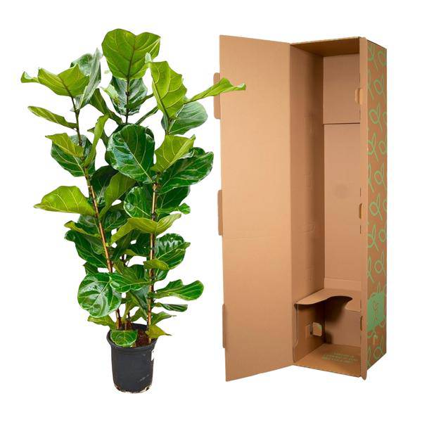 Feigenbaum – Ficus Lyrata Strauch – ca. 165cm hoch – Ø30cm – Geigenfeige als dekorative Zimmerpflanze – XXL Grünpflanze mit großen Blättern – Für Wohnzimmer, Wintergarten & Büro 
