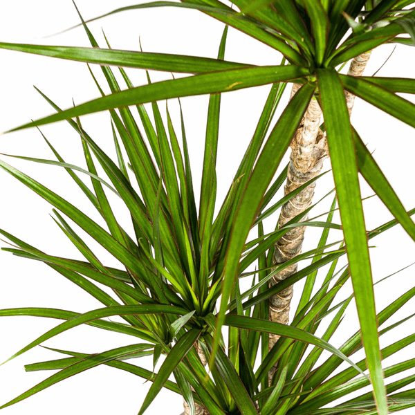 Dracaena Marginata Green – Drachenbaum – Zimmerpflanze Ø21cm ↕110-130cm – Dunkelgrüne Blätter – Pflegeleicht 