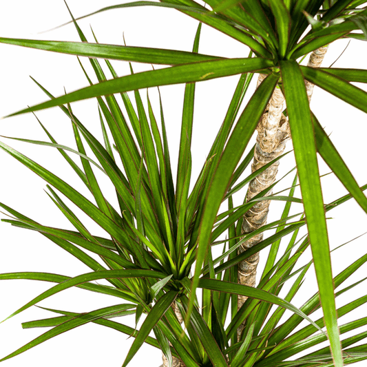 Dracaena Marginata Green – Drachenbaum – Zimmerpflanze Ø21cm ↕110-130cm – Dunkelgrüne Blätter – Pflegeleicht 