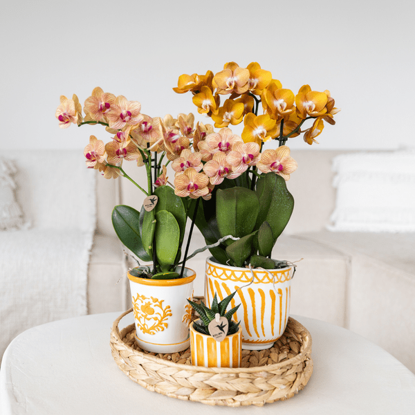 Orchidee Jamaica Orange Phalaenopsis – Zimmerpflanze mit 2-3 Rispen – inkl. Malaga Deko-Topf Orange Ø9cm – tropische Blühpflanze für Zuhause 