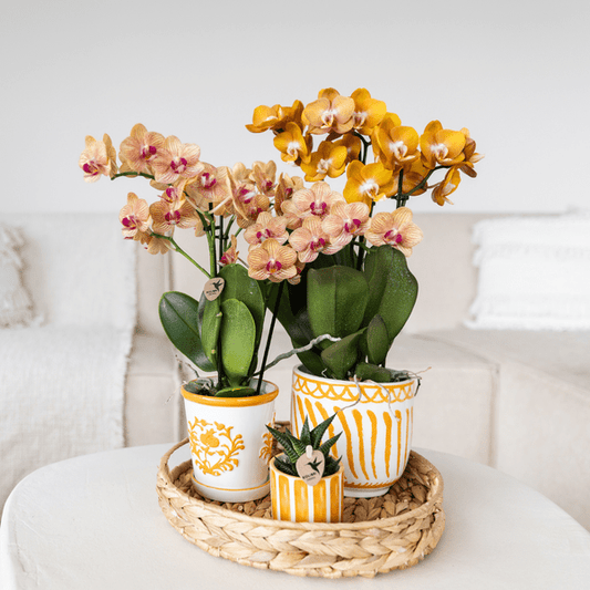Orchidee Jamaica Orange Phalaenopsis – Zimmerpflanze mit 2-3 Rispen – inkl. Malaga Deko-Topf Orange Ø9cm – tropische Blühpflanze für Zuhause 