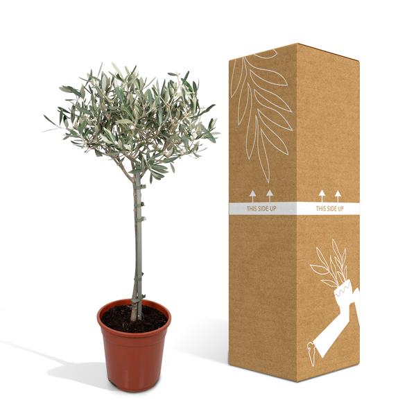 Olivenbaum - Olea - Zimmerpflanze - Ø19cm - ↕90cm 