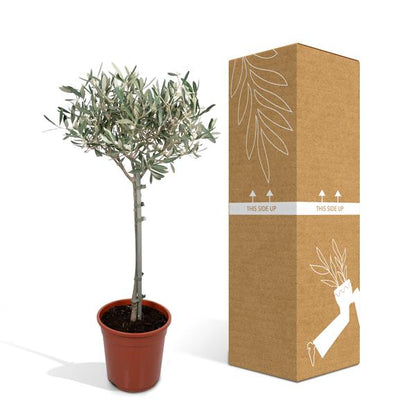 Olivenbaum - Olea - Zimmerpflanze - Ø19cm - ↕90cm 