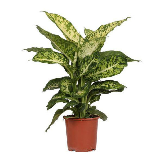 Dieffenbachia Mars – Ø17cm x H50cm – Tropische Zimmerpflanze mit dekorativen Blättern – Pflegeleicht & luftreinigend – Für Halbschatten 
