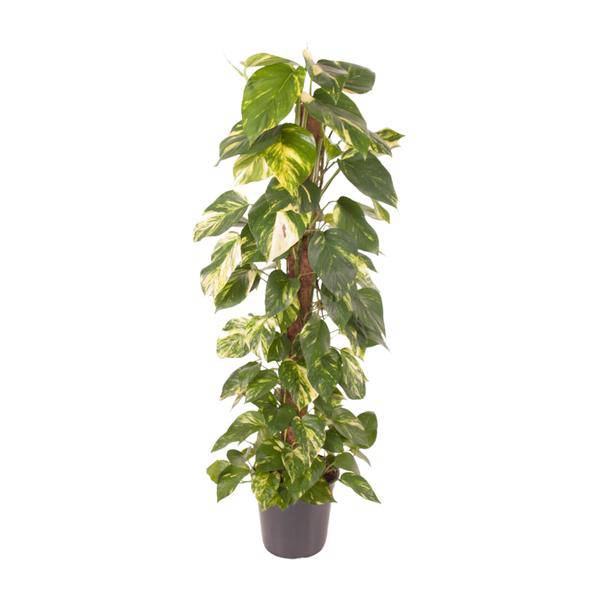 Efeutute Epipremnum Pinnatum – Zimmerpflanze – Ø24cm – ↕120cm – Goldene Efeutute mit herzförmigen Blättern – Luftreinigende & pflegeleichte Zimmerpflanze 