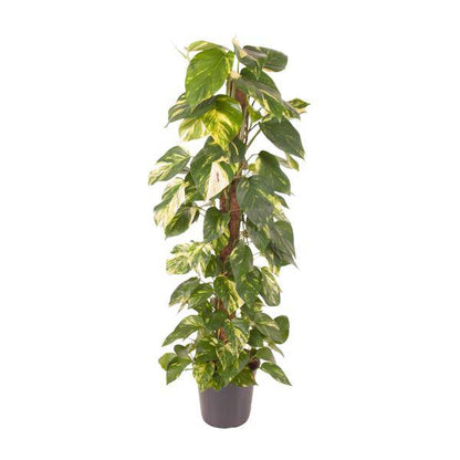 Efeutute Epipremnum Pinnatum – Zimmerpflanze – Ø24cm – ↕120cm – Goldene Efeutute mit herzförmigen Blättern – Luftreinigende & pflegeleichte Zimmerpflanze 