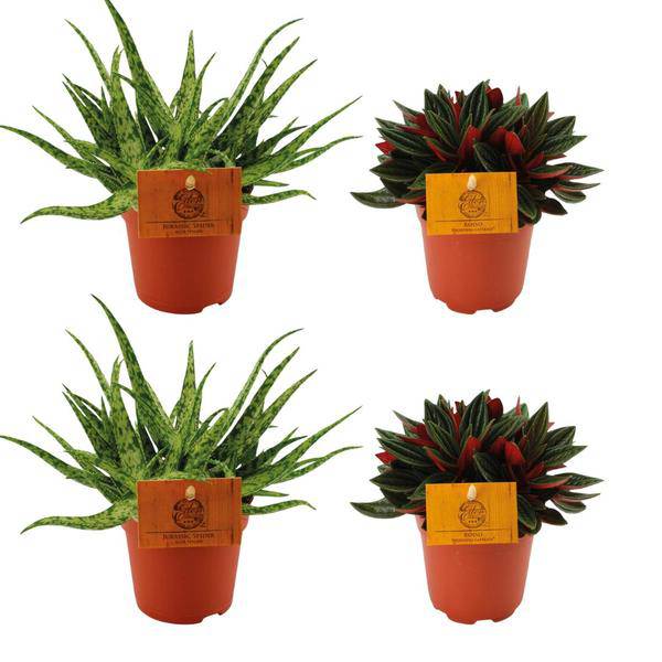 Aloe Spider + Peperomia Rosso – 4 Zimmerpflanzen-Set – Ø10.5cm – ↕10cm – Pflegeleicht & dekorativ – Für helle & halbschattige Räume 
