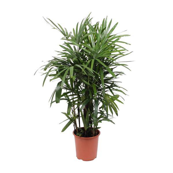 Steckenpalme - Rhapis Excelsa - Zimmerpflanze - Ø27cm - ↕120cm 