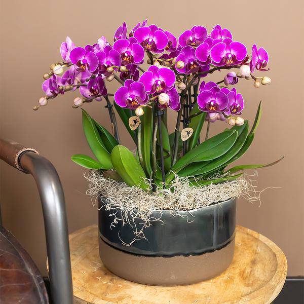 Phalaenopsis Orchidee Lilac Morelia – Zimmerpflanze – Ø9cm – Fliederfarbene Blütenpracht 
