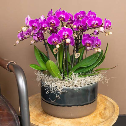 Phalaenopsis Orchidee Lilac Morelia – Zimmerpflanze – Ø9cm – Fliederfarbene Blütenpracht 