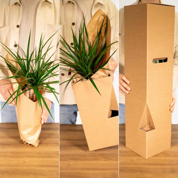 Olivenbaum - Olea - Zimmerpflanze - Ø19cm - ↕90cm 