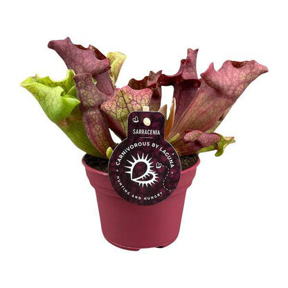 Schlauchpflanze Sarracenia – Kannenpflanze – Zimmerpflanze – Ø12cm Topf – ca. 20cm – Pflegeleicht & Exotisch 