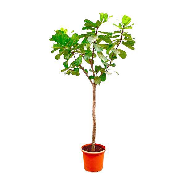 Geigen-Feige – Ficus Lyrata XXL – Zimmerpflanze 300cm – Ø55cm – Exklusive Designpflanze mit großen geigenförmigen Blättern – Tropische XXL-Kübelpflanze für Wohnzimmer, Büro & Wintergarten 
