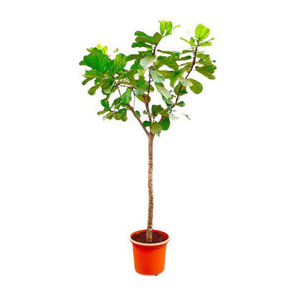 Geigen-Feige – Ficus Lyrata XXL – Zimmerpflanze 300cm – Ø55cm – Exklusive Designpflanze mit großen geigenförmigen Blättern – Tropische XXL-Kübelpflanze für Wohnzimmer, Büro & Wintergarten 