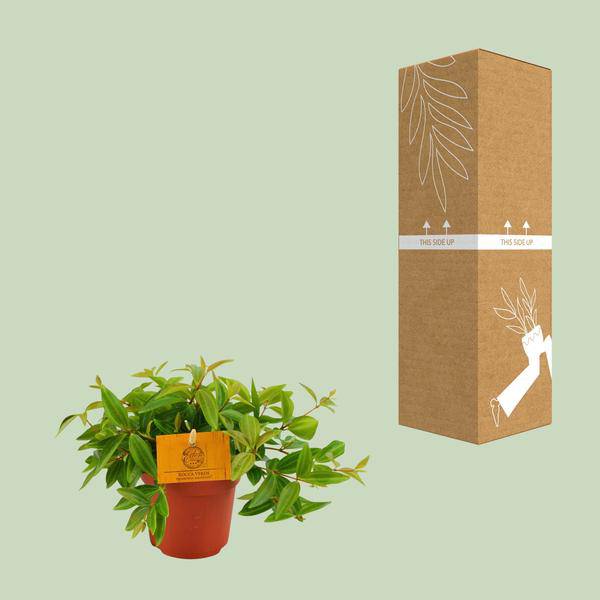 Peperomia 'Angulata Rocca Vivace' – Zwergpfeffer Zimmerpflanze – Ø11cm – ca. 15cm hoch – Pflegeleichte Blattschmuckpflanze für schattige Innenräume – Kompakt & dekorativ 