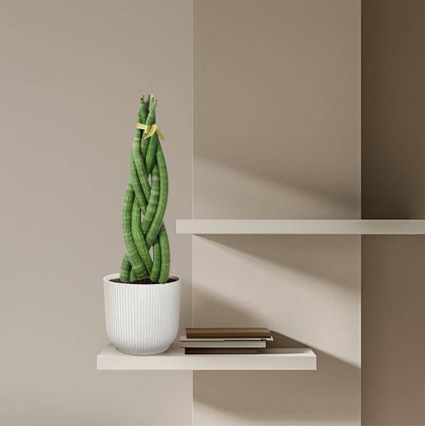 Sansevieria cylindrica Twist – Bogenhanf – pflegeleichte Zimmerpflanze – luftreinigend – ↕40cm – Ø10,5cm 