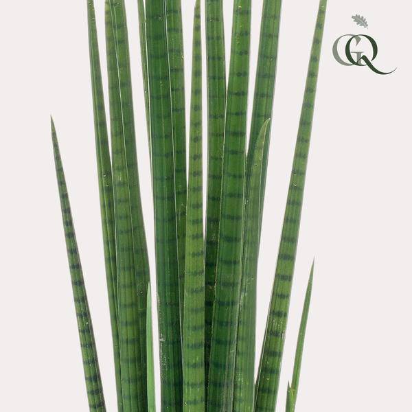 Kunstpflanze - Sansevieria Cylindrica - Frauenzunge - 70 cm 