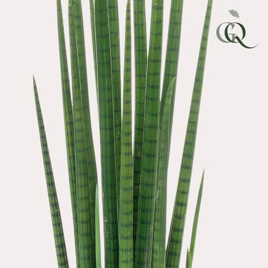 Kunstpflanze - Sansevieria Cylindrica - Frauenzunge - 70 cm 