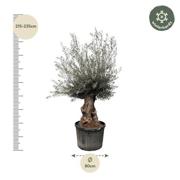 Olivenbaum – Olea Europaea Bonsai – 225cm – Ø80cm – Mediterrane Pflanze mit gedrehtem Stamm – Echter Olivenbonsai für Garten, Terrasse & Innenbereich 