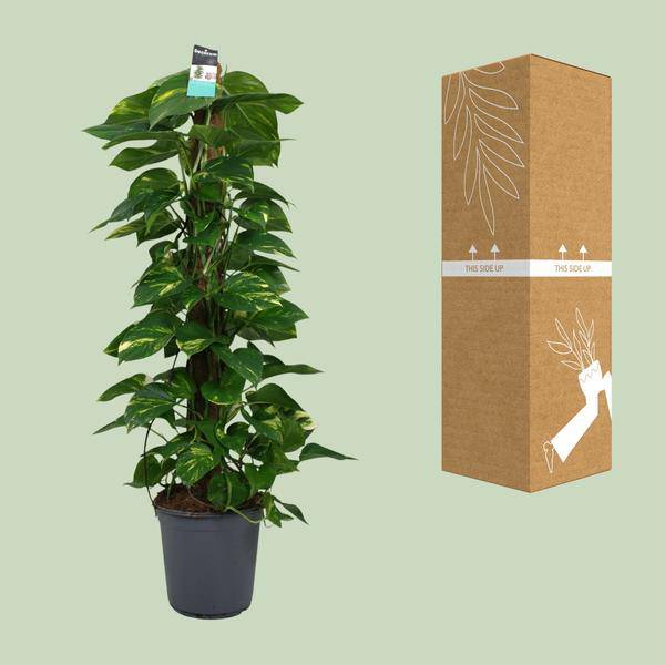 Efeutute - Scindapsus Epipremnum - Zimmerpflanze - Ø24cm - ↕120cm 