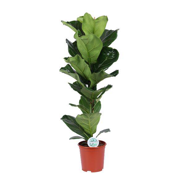 Geigen-Feige - Ficus Lyrata - Zimmerpflanze - Ø21cm - ↕90cm 