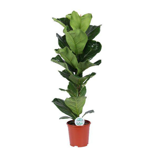 Geigen-Feige - Ficus Lyrata - Zimmerpflanze - Ø21cm - ↕90cm 