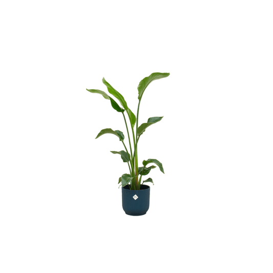 Baum-Strelitzie – Strelitzia Nicolai – ca. 100cm hoch – Ø22cm – Inkl. Pflanztopf Vibes Fold Rund Blau – Exotische Zimmerpflanze mit großen Blättern – Tropische Grünpflanze für Wohnzimmer & Büro 