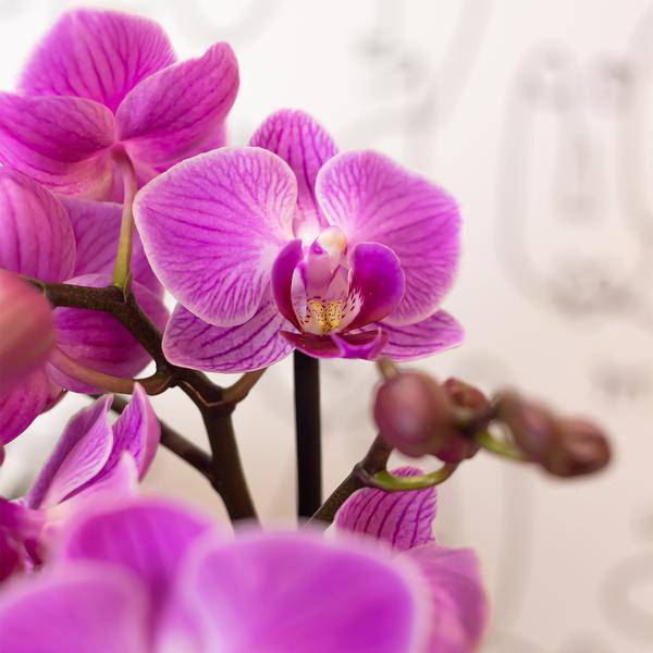 Phalaenopsis-Orchidee Mineral Vienna – Rosa – Ø9cm – Blühende Zimmerpflanze – 2-3 Zweige – Natürliche Farbpracht 