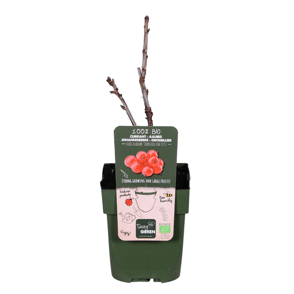 Rote Johannisbeere - Ribes rubrum 'Jonkheer van Tets' - Ø13cm - ↕45cm 
