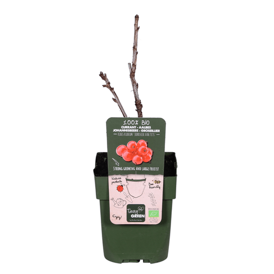 Rote Johannisbeere - Ribes rubrum 'Jonkheer van Tets' - Ø13cm - ↕45cm 