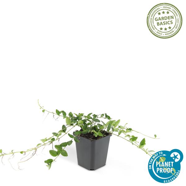 Immergrün – Vinca minor 'Alba' – ↕10-25cm – Ø9cm – 6 Pflanzen – Bodendecker mit weißen Blüten – Pflegeleicht & sonnig/schattig 