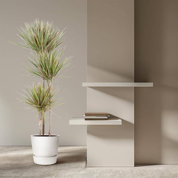 Drachenbaum – Dracaena Bicolor Carrousel 150cm – Ø24cm – Zimmerpflanze mit zweifarbigen Blättern in Grün & Cremeweiß – Pflegeleichte dekorative Grünpflanze für Wohnzimmer, Büro & Wintergarten 